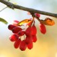 berberine-fruit-fb.jpg
